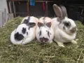 Продавам или заменям  зайци., снимка 18