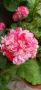 Pelargonium Sutavres Igor , снимка 1