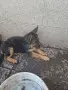 женска немска овчарка, снимка 1