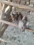 Продавам селски пуенца и пиленца без майката, снимка 7