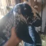 Чистопородно англонубийско яре на 3.м, снимка 2