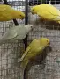 продавам малки александри, снимка 3
