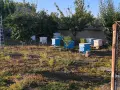 Пчелен мед полифлорен натурален , снимка 10