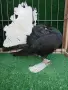 Фенерлии с бели опашки, снимка 3