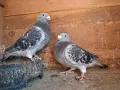 Продавам стандартни пощенски, снимка 1