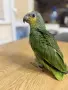 Ръчно хранена Венецуелска Амазна.., снимка 4