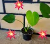 Комплект от три вида monstera, може и по отделно, снимка 10