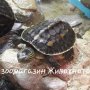 Водни костенурки 4см, снимка 1 - Костенурки - 37229224