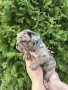 Френски Булдог / French Bulldog 
, снимка 11
