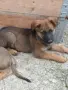 Малки немски овчарки!, снимка 6