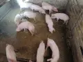 продавам малки прасета, снимка 8