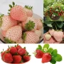 100 бр. ягодови семена от гигантска ягода градинско плодово растение сладки и вкусни червени ягоди, снимка 15