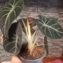 Alocasia Black Velvet