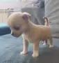 чихуахуа момченце, снимка 1