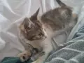 ПОДАРЯВАМ 2 КОТЕТА на 3месеца, снимка 4