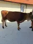 Продава се юница Жарсе, снимка 2