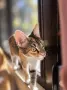 Подарявам котенце , снимка 7