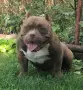 American Bully Pocket, снимка 3