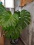 Филодендрон Монстера Делициоза , снимка 6