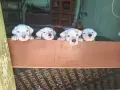 Argentinska doga, снимка 1