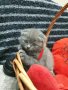 Шотландски клепоухи котета, снимка 10