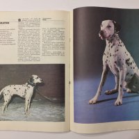 Декоративные собаки, снимка 15 - Антикварни и старинни предмети - 38245608