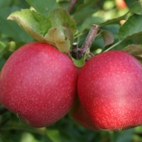 Фиданки първокласна ябълка pinklaydi - Турция, снимка 3 - Градински цветя и растения - 39567628