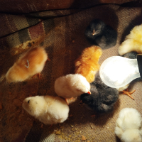 Разплодни яйца, снимка 3 - Кокошки и пуйки - 44717164