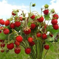 Горска ягода - Дива ягода  Сорт горски рюген, снимка 3 - Градински цветя и растения - 29282698