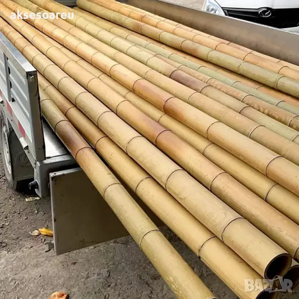 Нови семена бамбук Moso Bambo декоративни растения за дома бамбуков разсад за украса и декорация, снимка 1