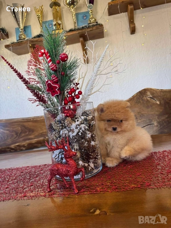 Померан момче , снимка 1