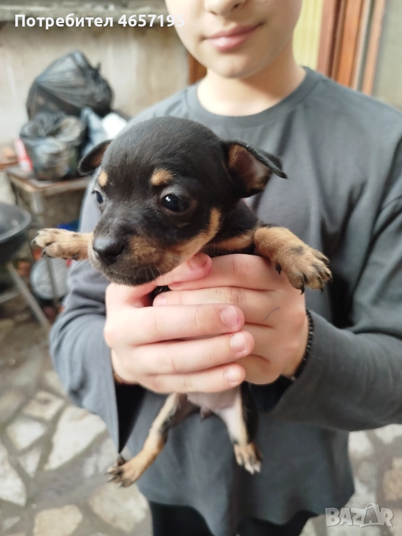 Пинчери, малки пинчери,, снимка 1