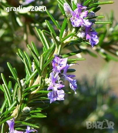 Розмарин – Разсад , снимка 1