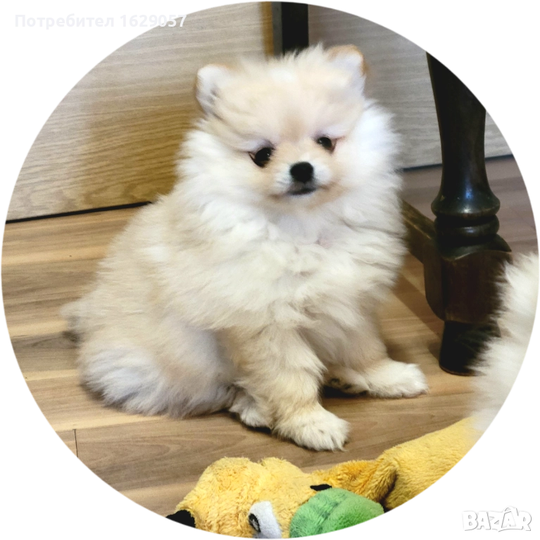 Померан/Мини померан , снимка 1