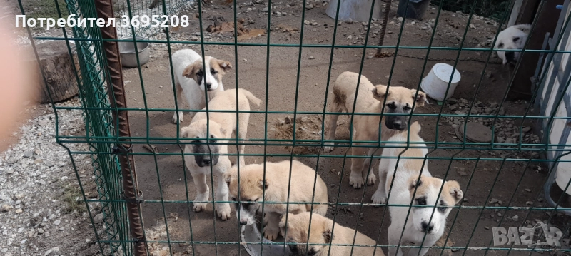Продавам малки кученца кръстоска между кангал и средноазиатска овчарка , снимка 1