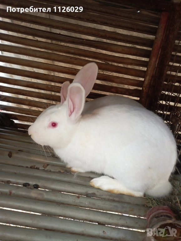 Работещ мъжки заек цика , снимка 1