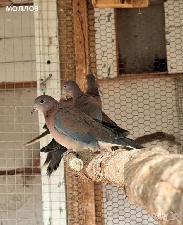 Сенегалски гургулици , снимка 1