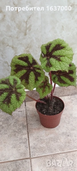Бегония Железен кръст , снимка 1