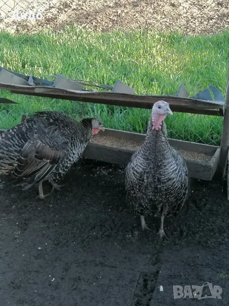 Разплодни яйца от селски пуйки, снимка 1