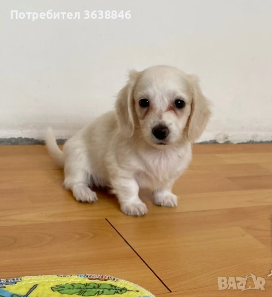 миниатюрен дългокосмест дакел, снимка 1