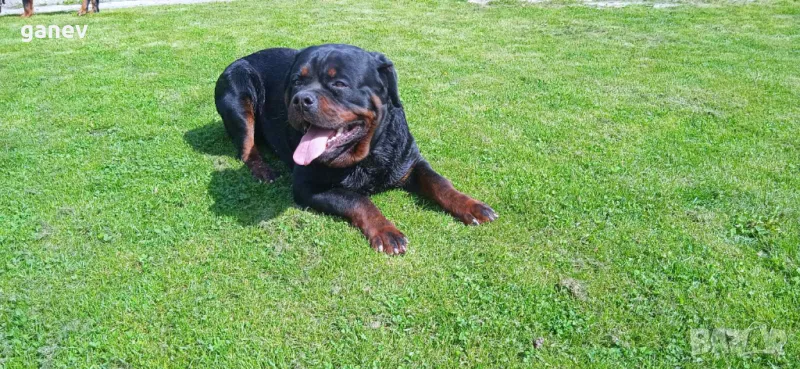 Ротвайлер мъжки , снимка 1