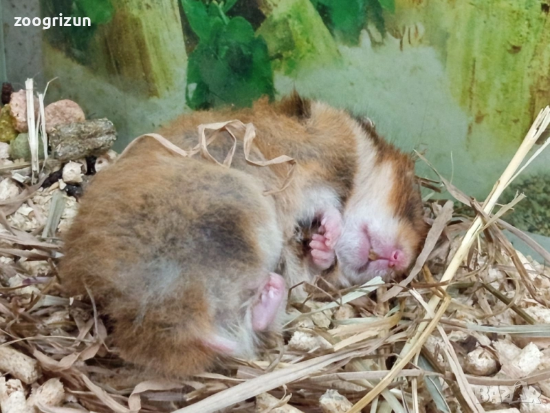 Сирийски хамстери, снимка 1