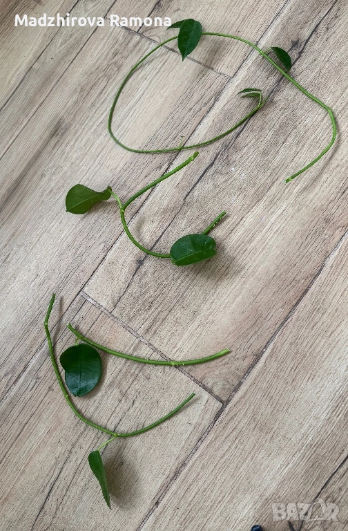 Hoya Gigas  , снимка 1