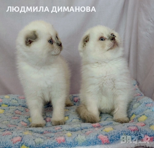 Шотландски със сини очи. Мъжки женски , снимка 9 - Британска късокосместа - 53042870