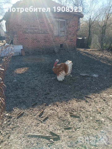 продавам пуяк, снимка 5 - Кокошки и пуйки - 54154129