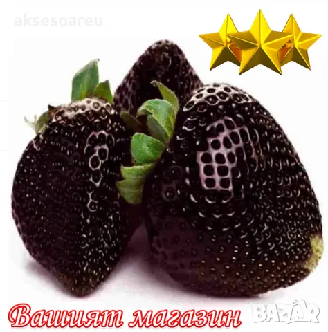 80 семена от плод черна ягода органични плодови ягодови семки от вкусни черни ягоди отлични плодове, снимка 18 - Сортови семена и луковици - 50419261