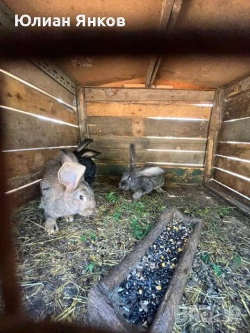 Продавам зайци , снимка 2 - Други - 50778024