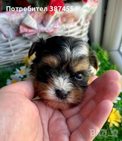 Бивер мини момиче, снимка 3 - Йоркширски териер - 54306131
