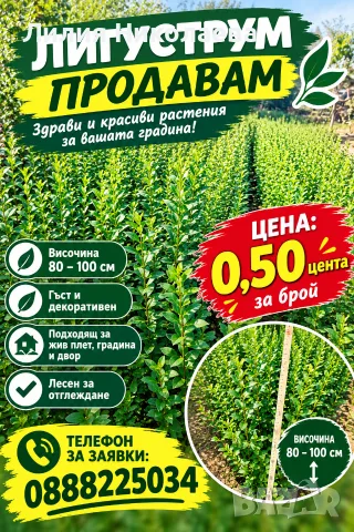 Лигуструм на гол корен