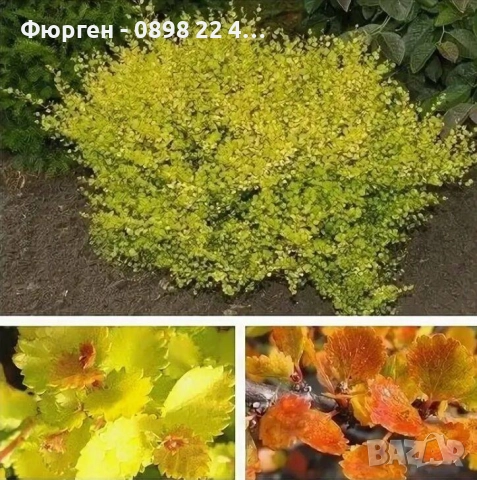 Жълта бреза джудже – Betula Golden Nana, снимка 8 - Разсади - 52714432
